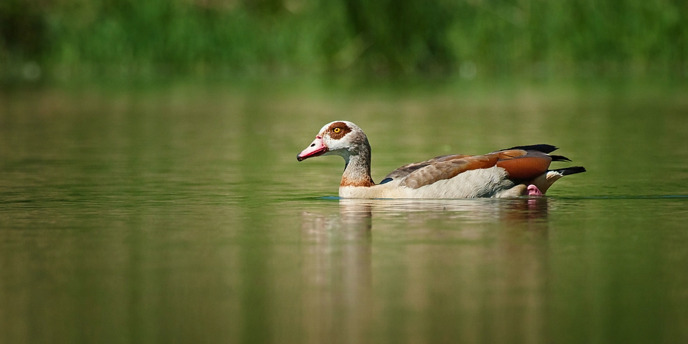 Nilgans