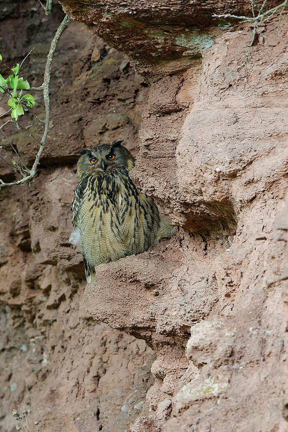 Uhu (Bubo bubo)