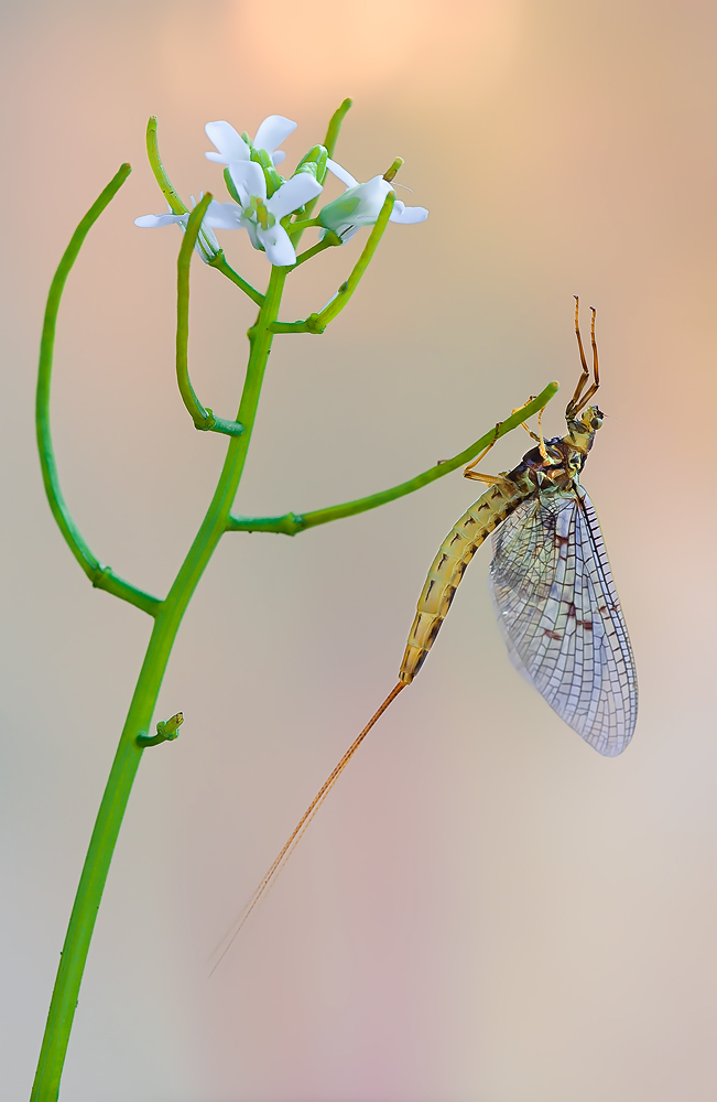 Eintagsfliege