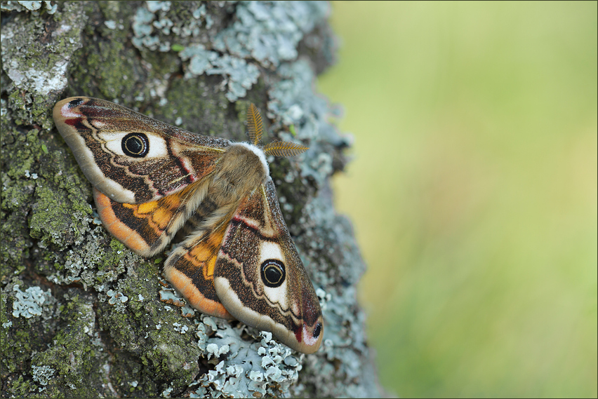 Schmetterling des Jahres 2012