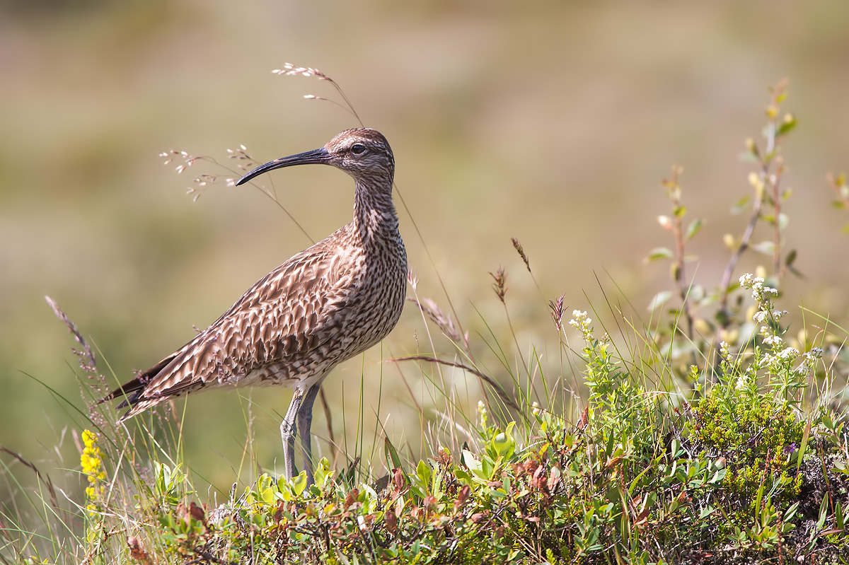 Großer Regenbrachvogel