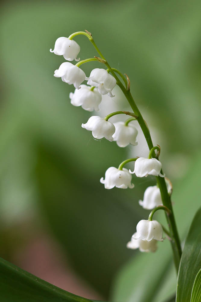 Maiglöckchen (Convallaria majalis)