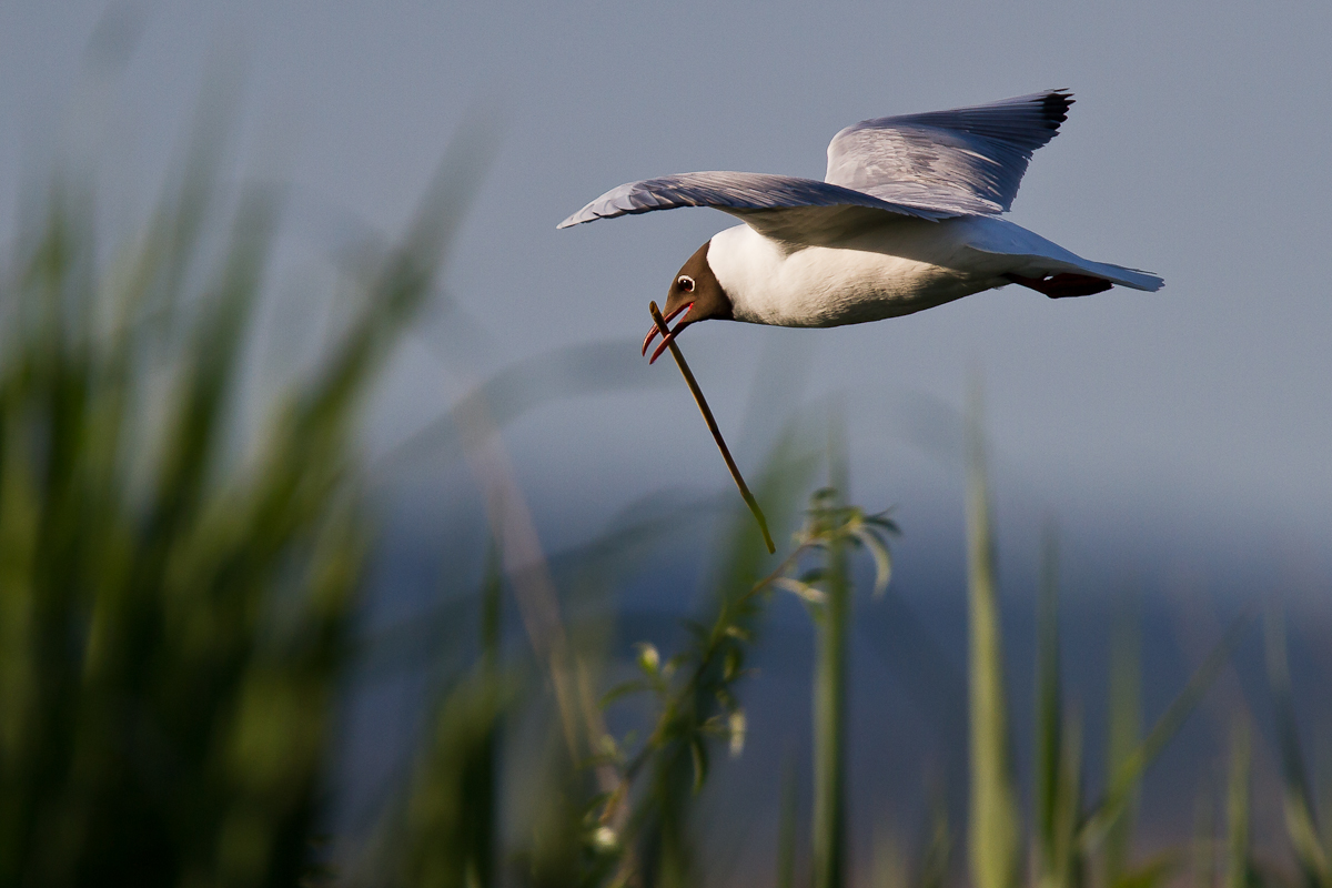 Nestbau