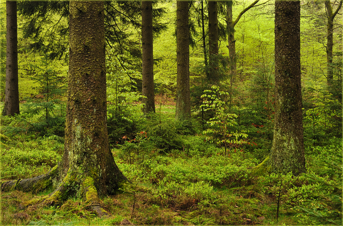 Ab in den Wald!