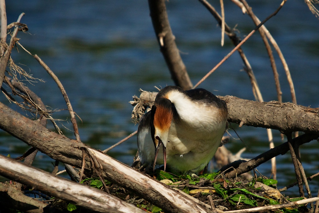 Haubentaucher am Nest