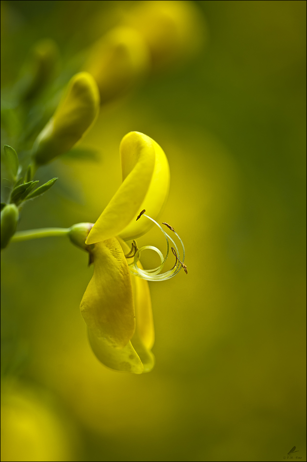 " Ginster-Cytisus scoparius "