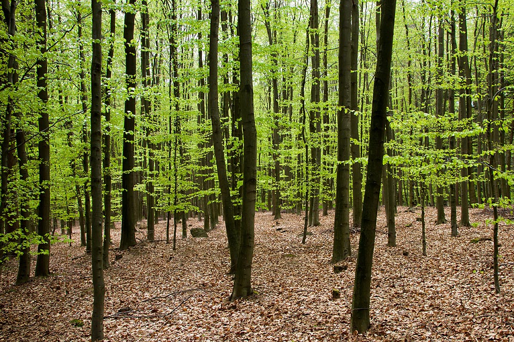 Buchen im Frühling II (Forum für Naturfotografen)