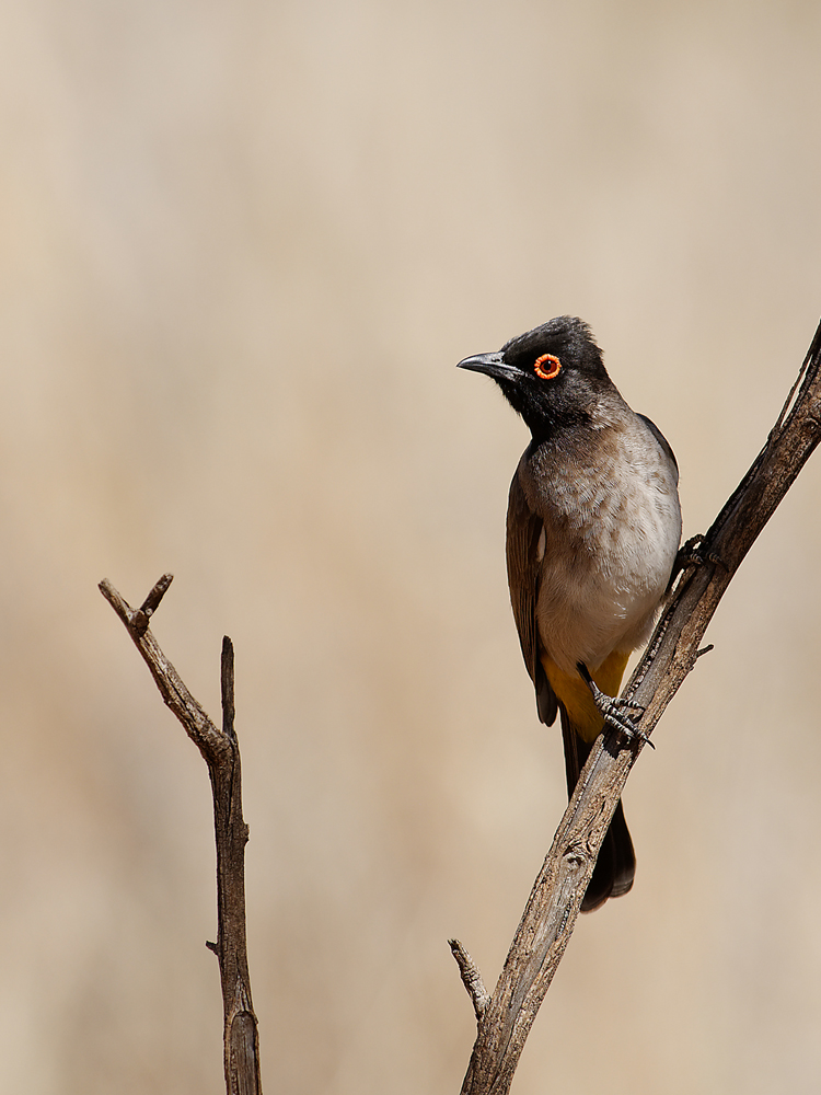 Maskenbülbül (Pycnonotus nigricans)