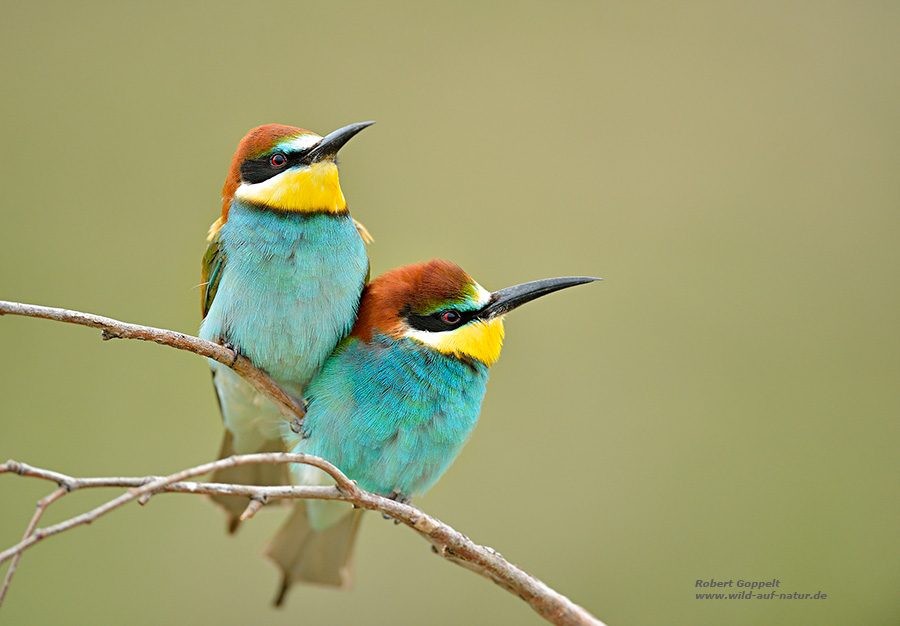 Bienenfresser (Merops apiaster)