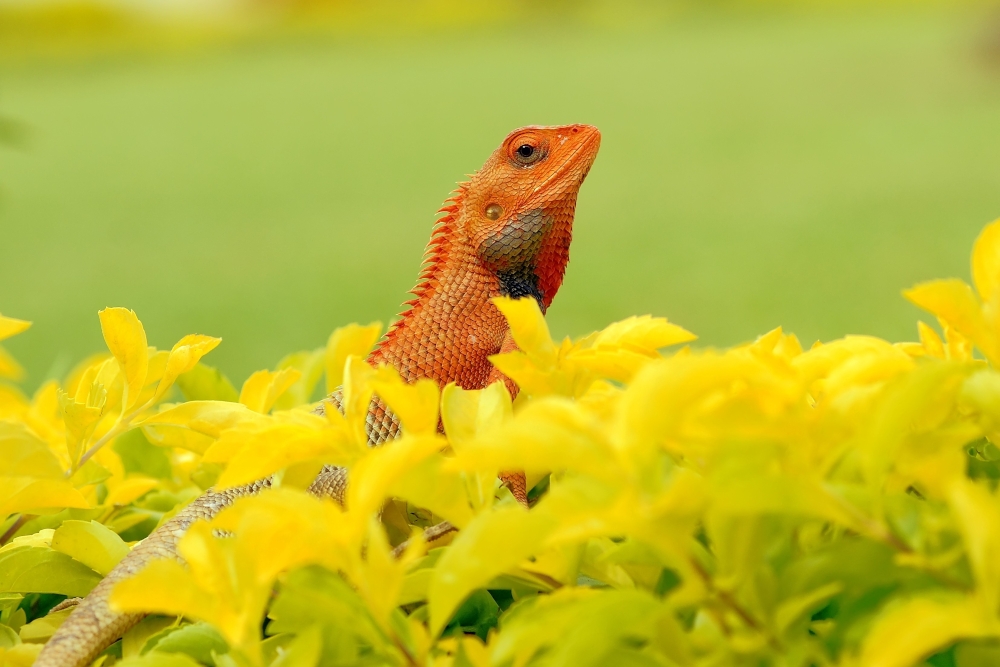 Indische Schönechse (Calotes versicolor)