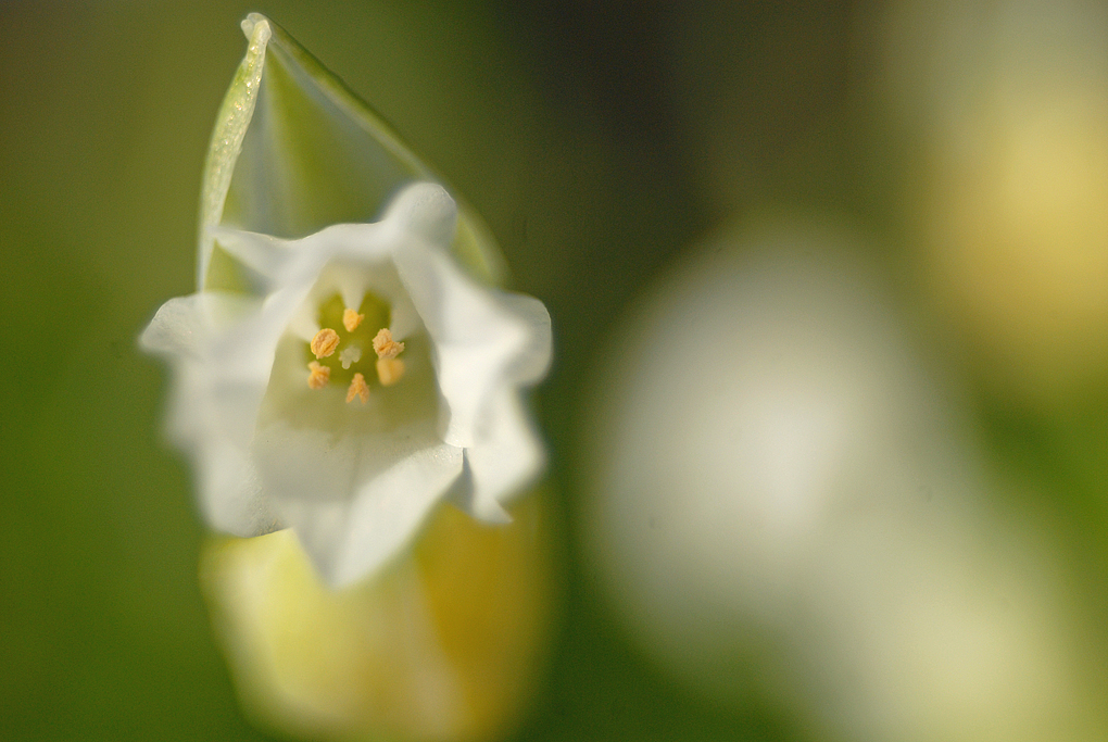 Wunderblüte