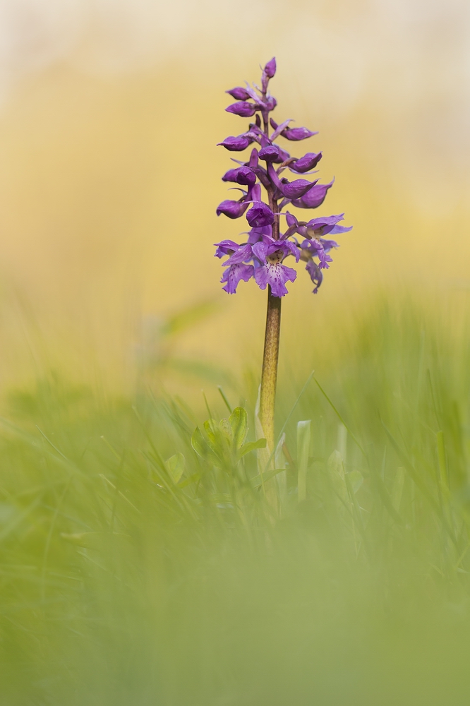 Männliches Knabenkraut (Orchis mascula)