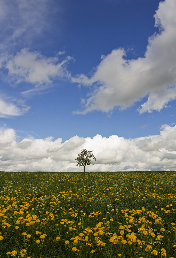 Wiesenlandschaft