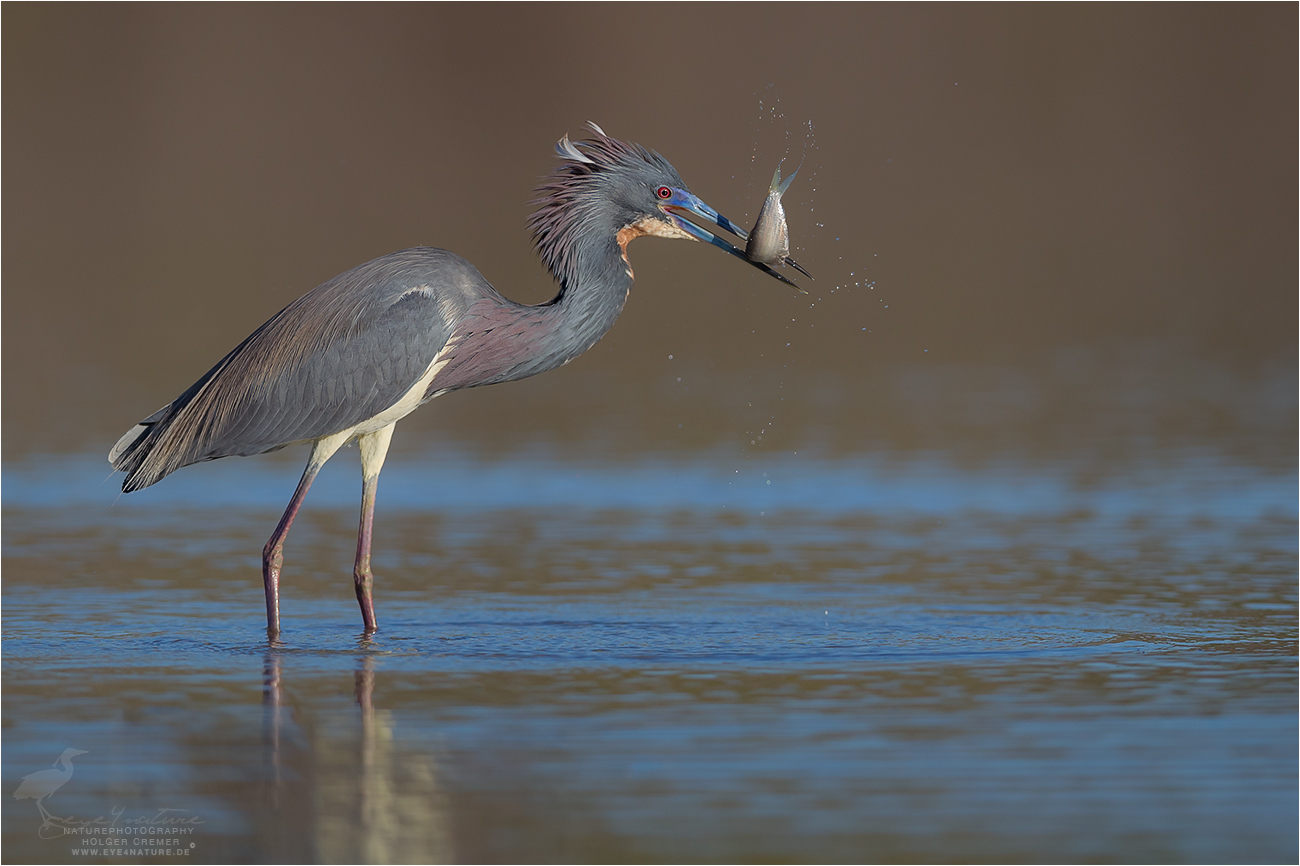 Tricolored Heron (Egretta tricolor)
