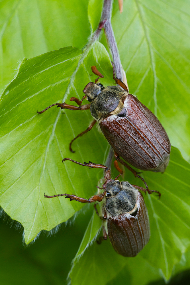 zwei Feldmaikäfer (Melolontha melolontha)