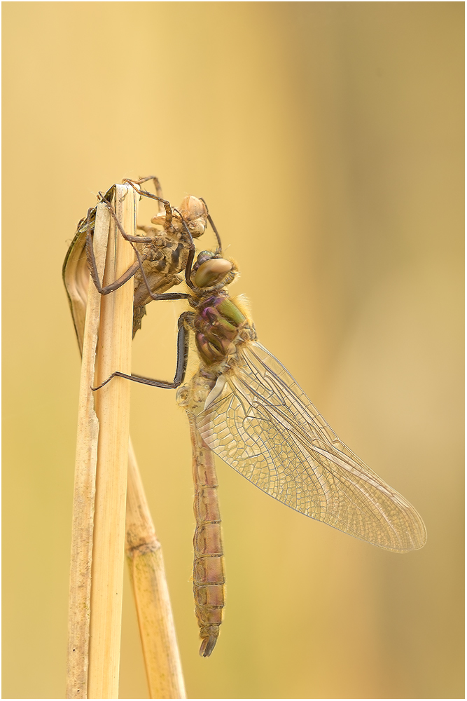 Falkenlibelle  lat. Cordulia aenea