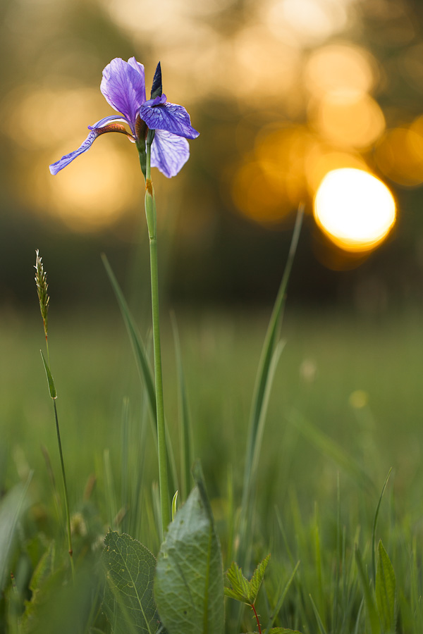 Iris sibirica