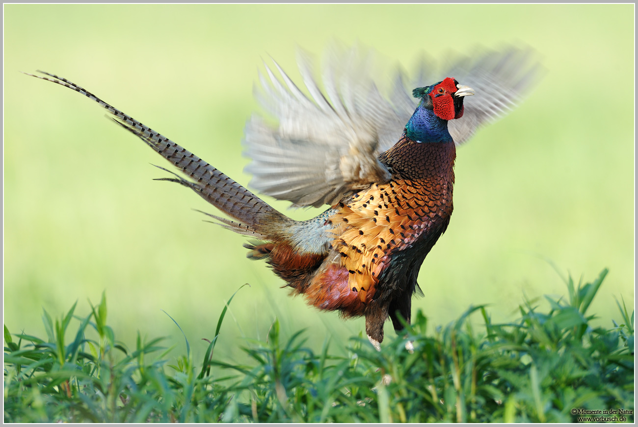 fasan-phasianus-colchicus-forum-f-r-naturfotografen