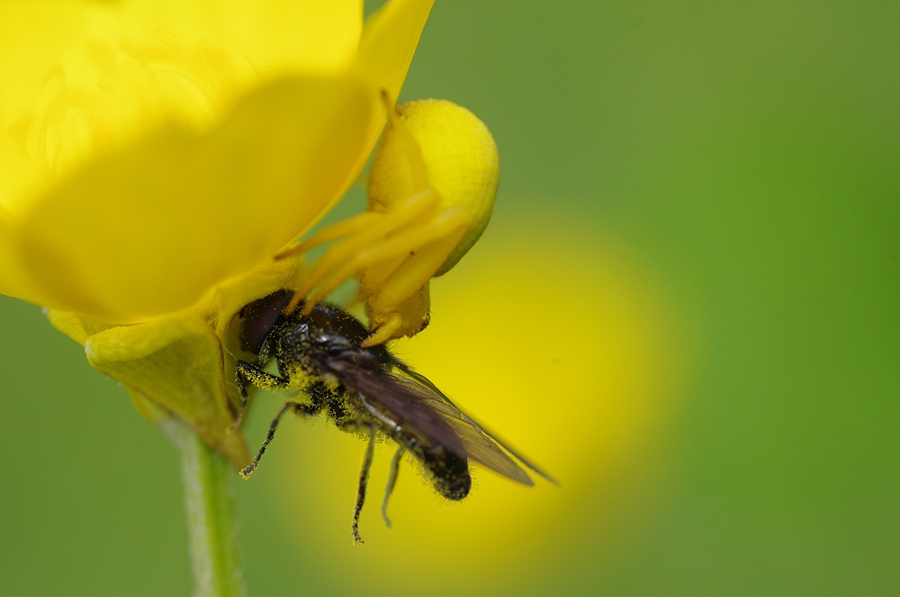 Krabbenspinne mit Beute