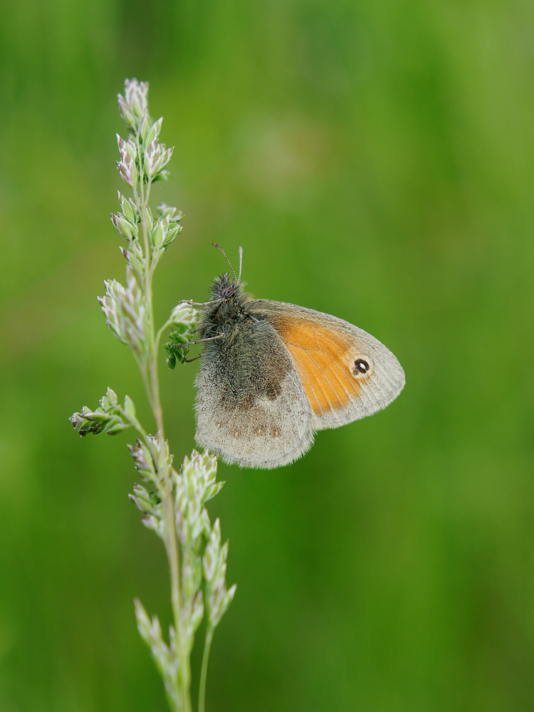 Kleines Wiesenvögelchen (Coenonympha pamphilus)