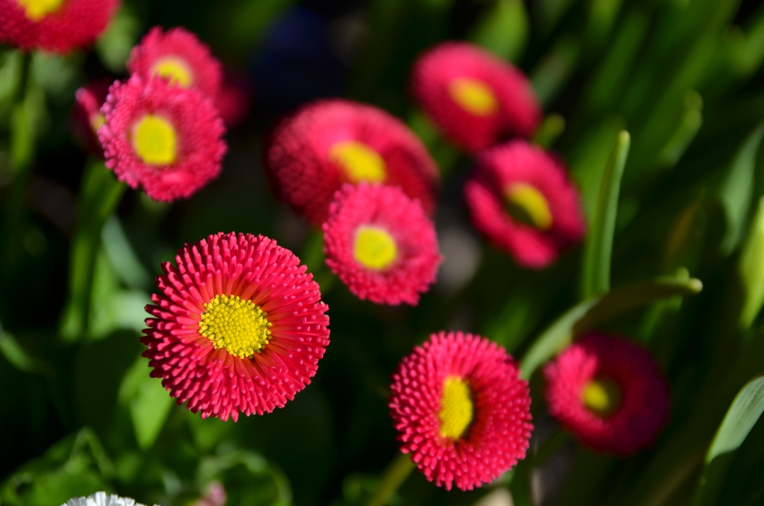 blumen im garten