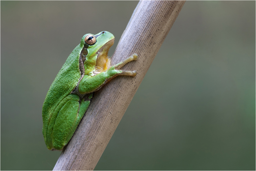 *Hyla arborea*