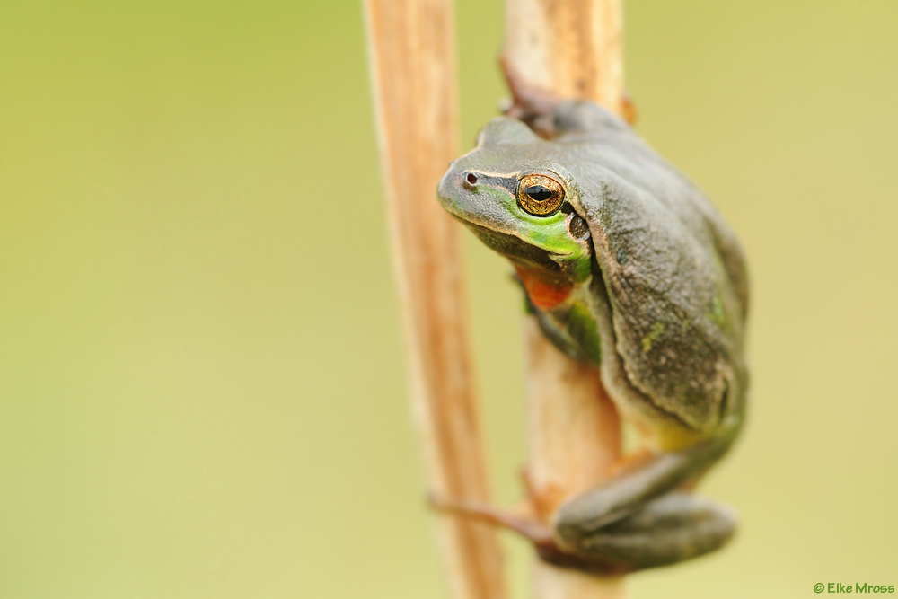 Dunkler Laubfrosch