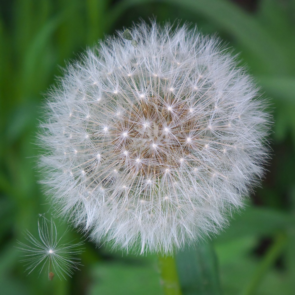 Pusteblume