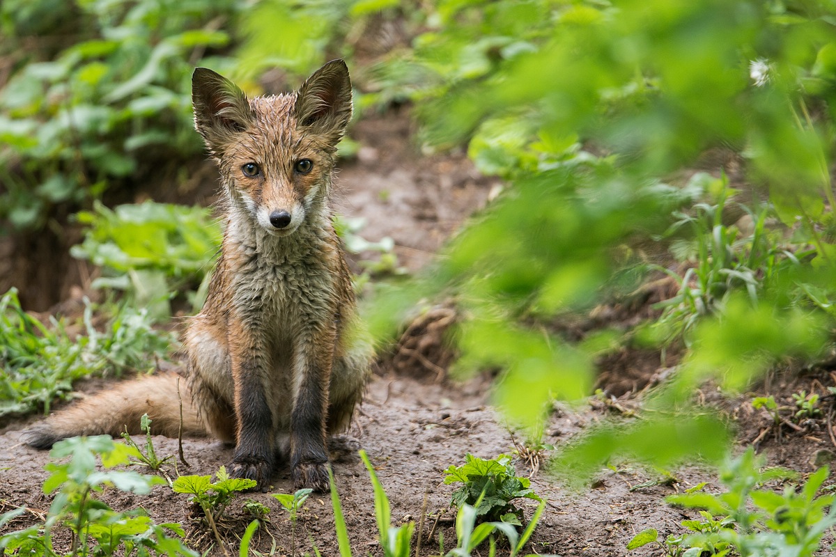 Rotfuchs (Vulpes vulpes)