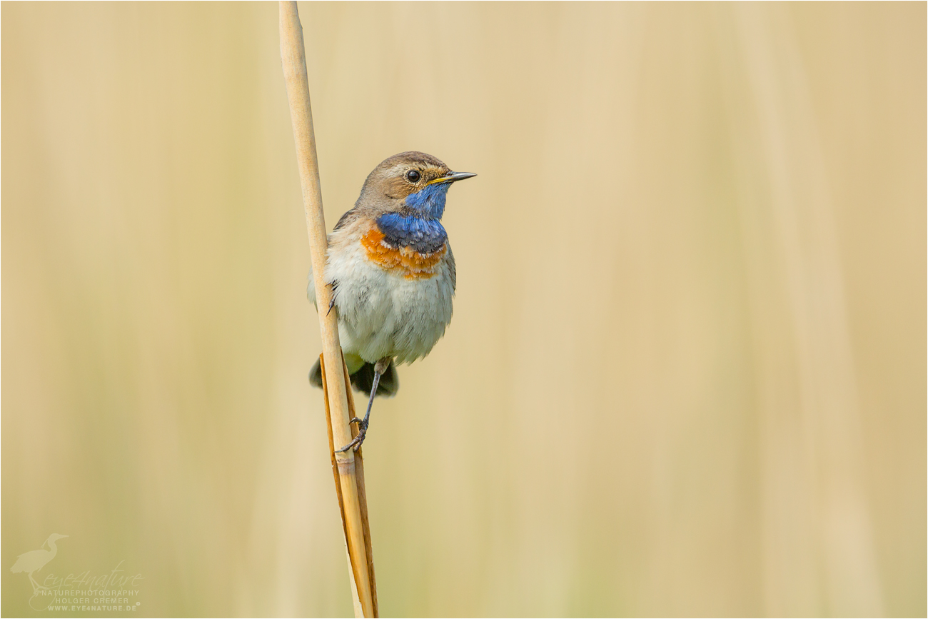 Blaukehlchen