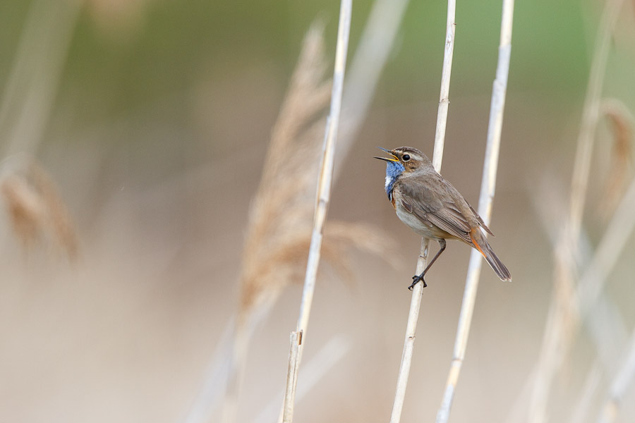 Blaukehlchen