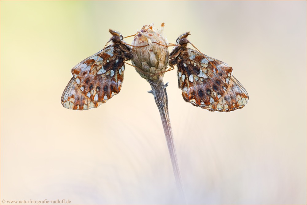 ~Boloria dia~