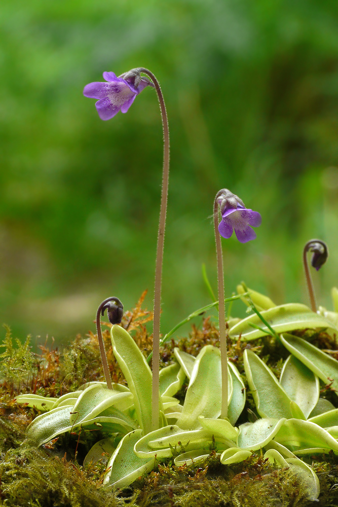 Das Gewöhnliche Fettkraut (Pinguicula vulgaris)...