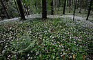 - Im Bärlauchwald -