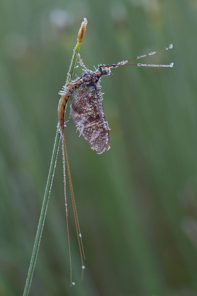 Gefrostete Maifliege