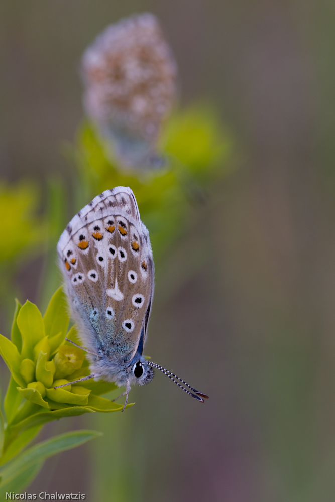 P. bellargus