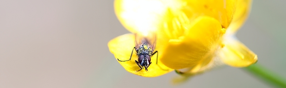 Gesättigte Fliege