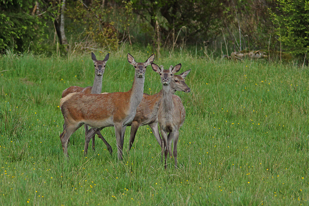 Quartett