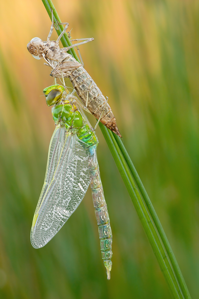 Anax Imperator ...