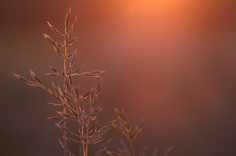 Gras im Abendlicht