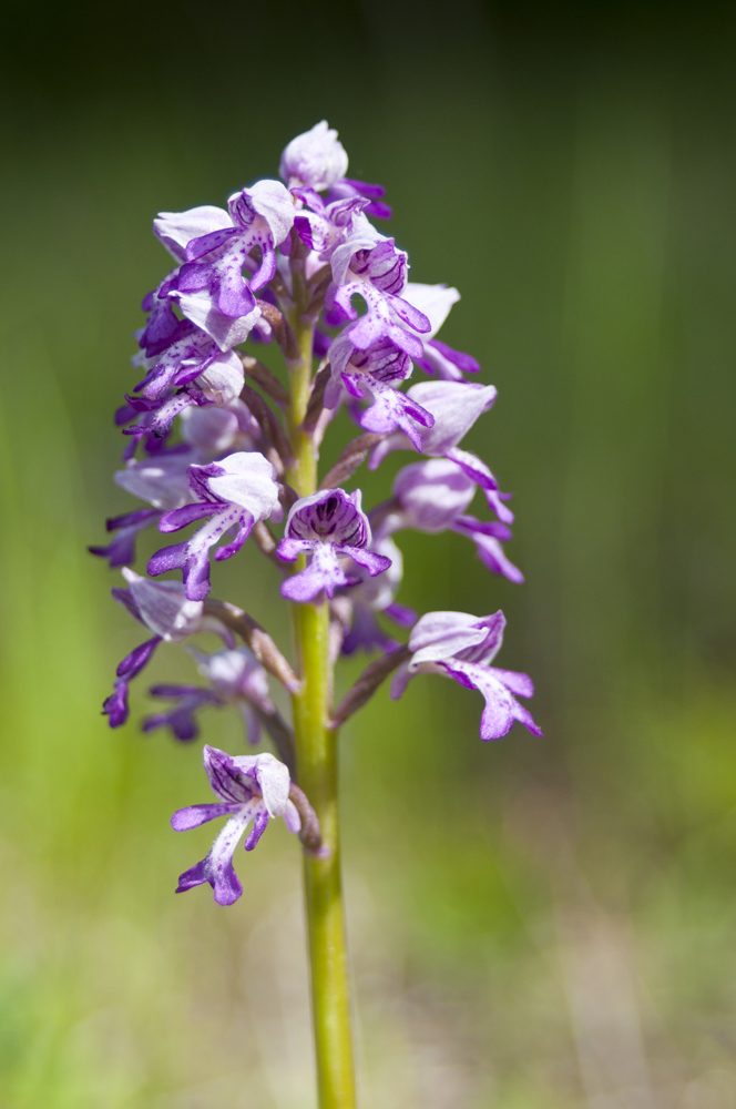 Orchis militaris