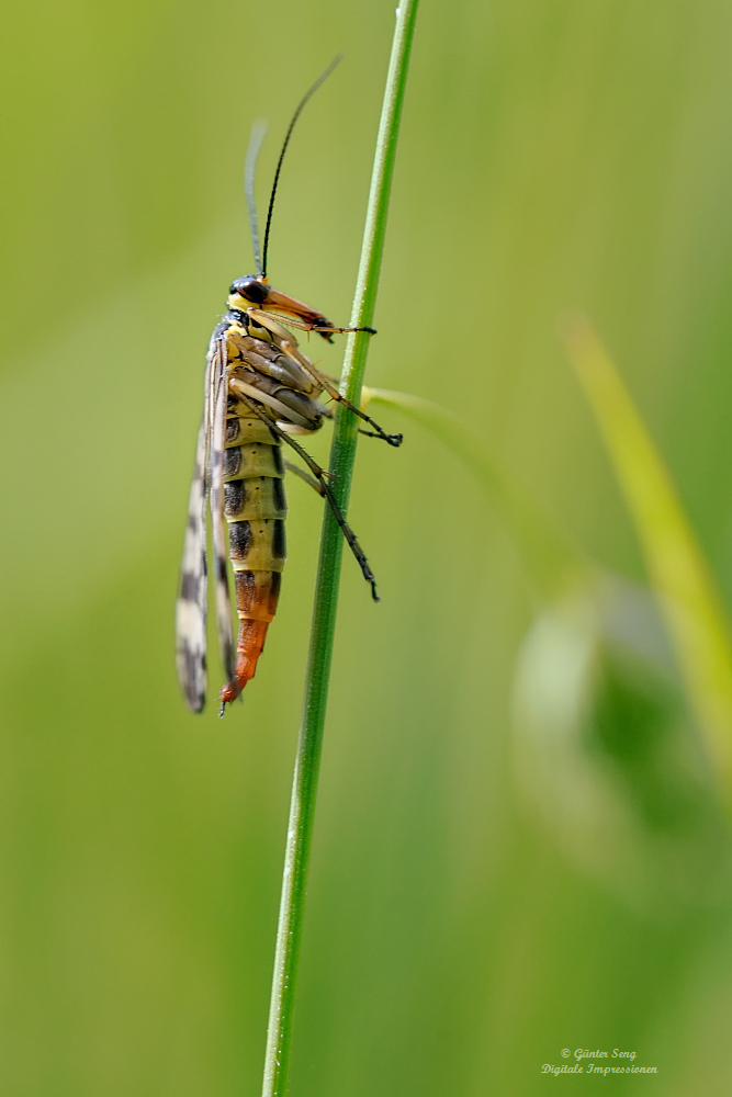 Monstermäßig....(Panorpa communis)