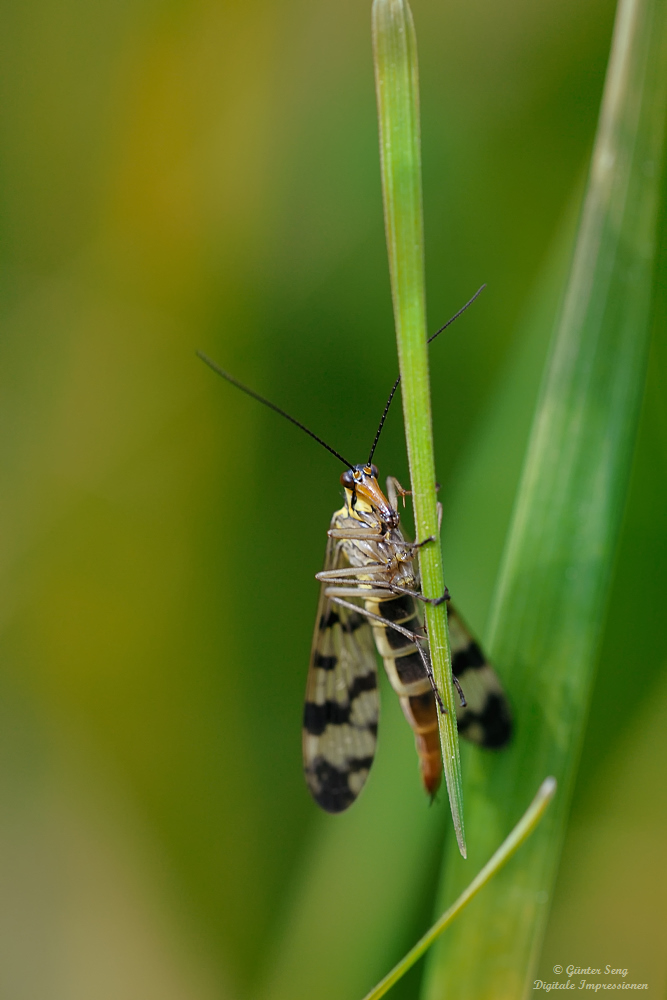 Monstermäßig..2 (Panorpa communis)