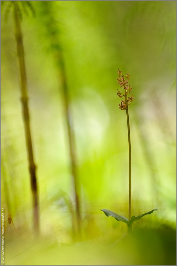 ~ Kleines Zweiblatt (Listera cordata) ~