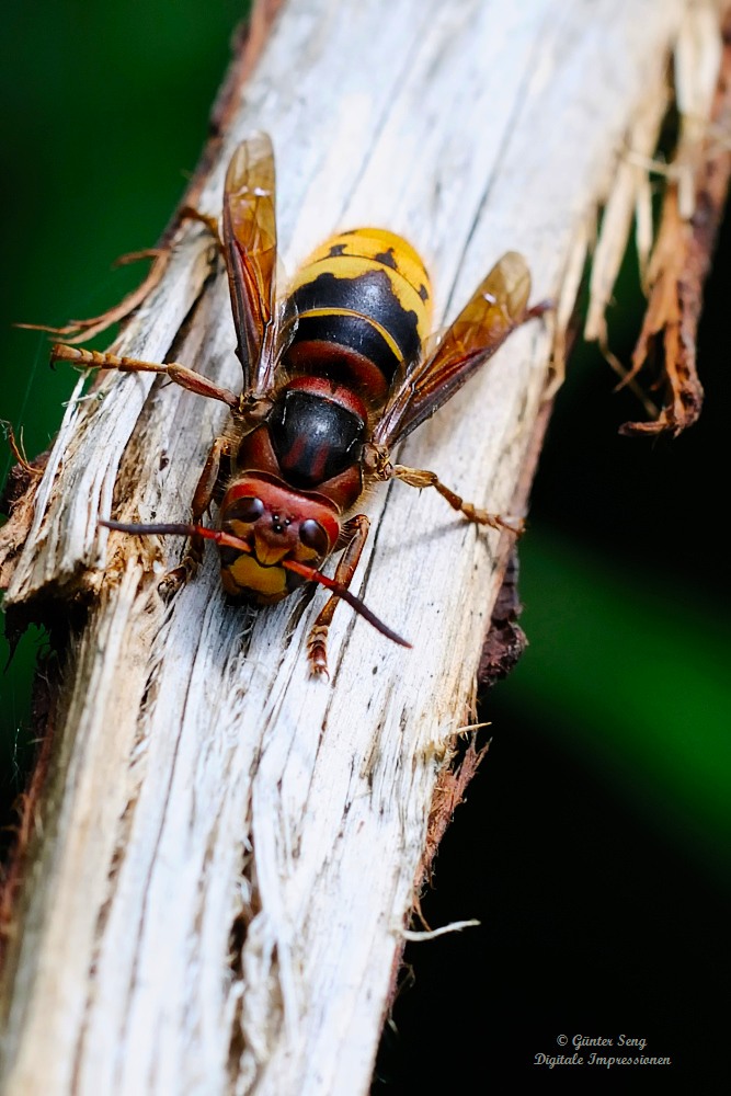 Hornisse...(Vespa crabro)