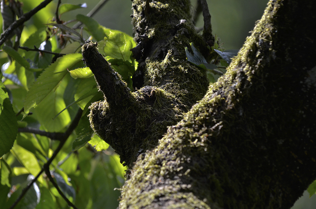 männlicher Kirschbaum