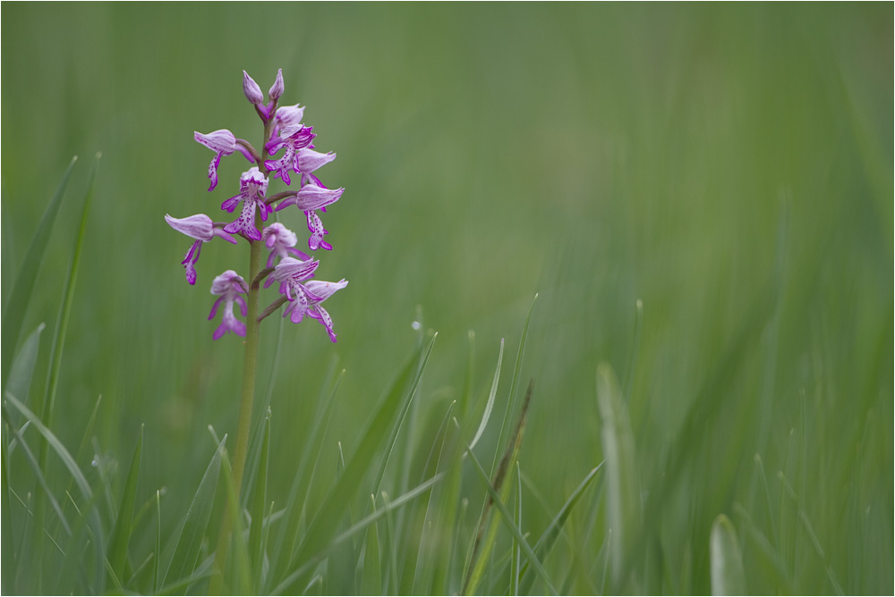 Helm-Knabenkraut (Orchis militaris)