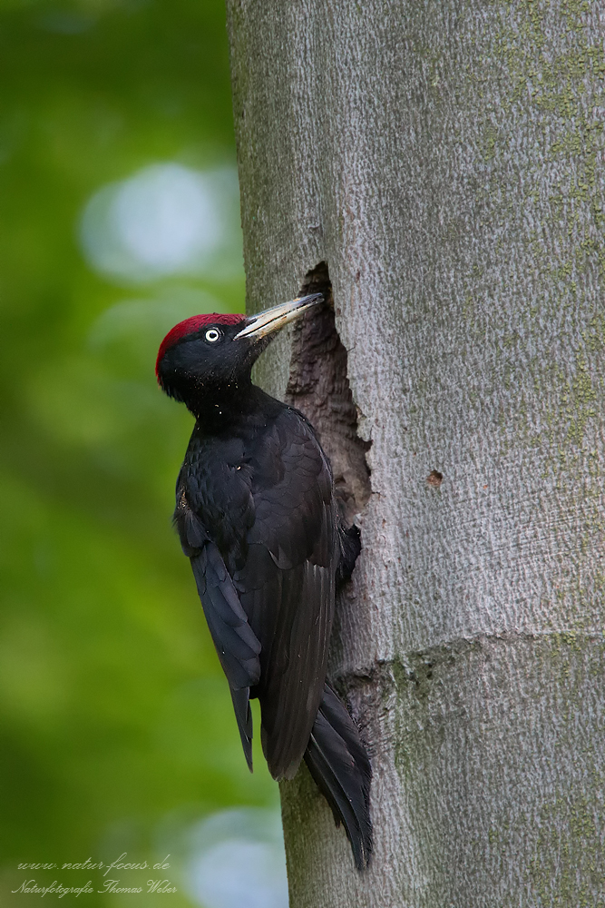 Schwarzspecht (Dryocopus martius L.)