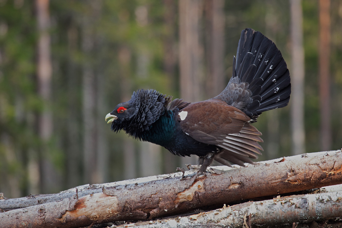 Auerhuhn