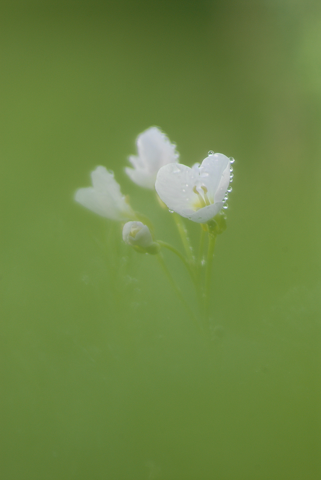 Wiesenschaumkraut